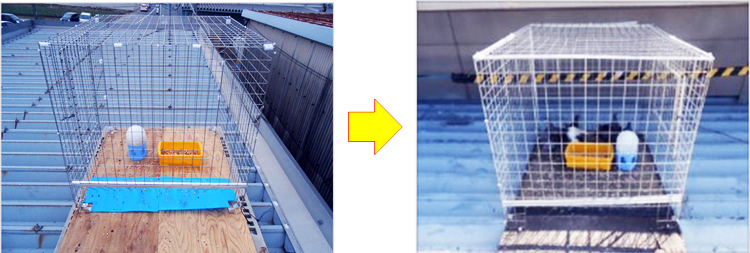 (左)ハト用捕獲箱の設置　(右)捕獲されたハトの様子